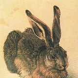 Albrecht Dürer - Zajączek (1502)