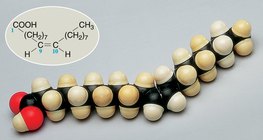 Model czaszowy cząsteczki kwasu oleinowego