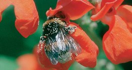 먹을 것을 찾는 벌레