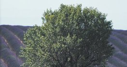 Выращивание лаванды