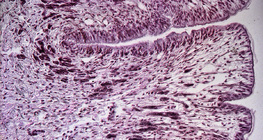 カタツムリの足の断面