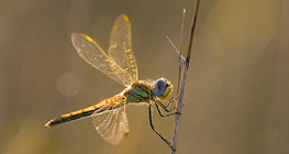 Dragonfly