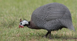 Guineafowl