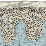 表皮および真皮