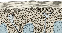 Epidermis and dermis