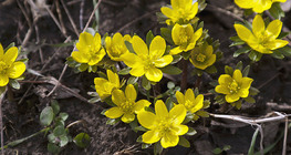 Winter aconite