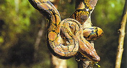 Reticulated python