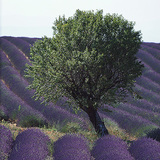 Pola lawendy gdzieś w Europie