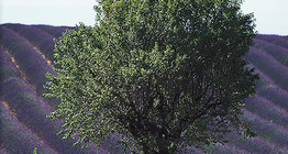 Pola lawendy gdzieś w Europie