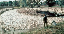 Утиная ферма