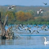 Waterbirds at Kis-Balaton (Hungary)