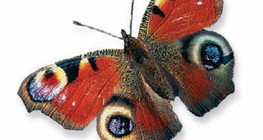 European Peacock
