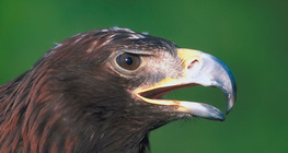 White-tailed eagle (erne)