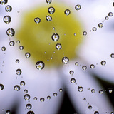 거미줄과 물방울