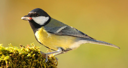 Great tit