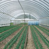 塑料大鹏的内部