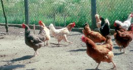 다양한 종류의 닭