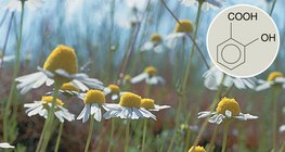 Pochodne kwasu salicylowego mają właściwości lecznicze