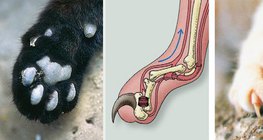 고양이 발톱의 해부