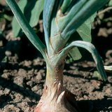 Репчатый лук