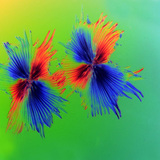 Stellate hairs
