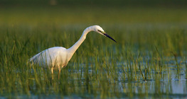 Great egret fishing