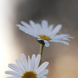 Oxeye daisy