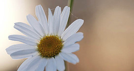 Oxeye daisy
