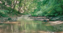 Strumień Cuha w Bakony (Węgry)