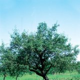 شجرة التفاح