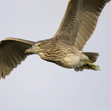 Młody osobnik ślepowrona zwyczajnego