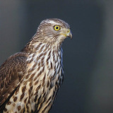 Northern goshawk