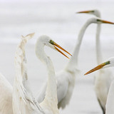 Egrets
