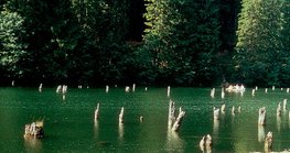 Czerwone jezioro w Siedmiogrodzie powstało na skutek zawalenia się zbocza góry