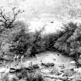 물속의 야생 동식물