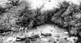 물속의 야생 동식물