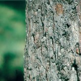 Ствол яблони