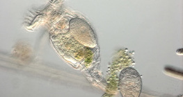 알을 가지는 윤충