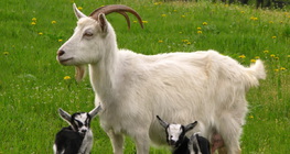 Koza z małymi koźlętami