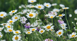 Oxeye daisy