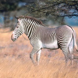 Zebra