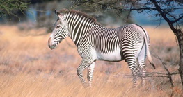 Zebra