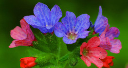 Lungwort