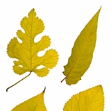 Liście