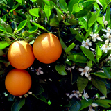 Pomarańcze