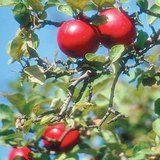 Odmiana jabłoni Jonathan