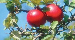 Odmiana jabłoni Jonathan