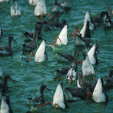 红脚鹬喂养雏鸟