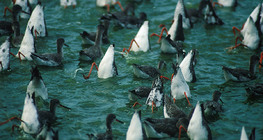 먹고 있는 붉은발도요