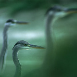 Grey herons